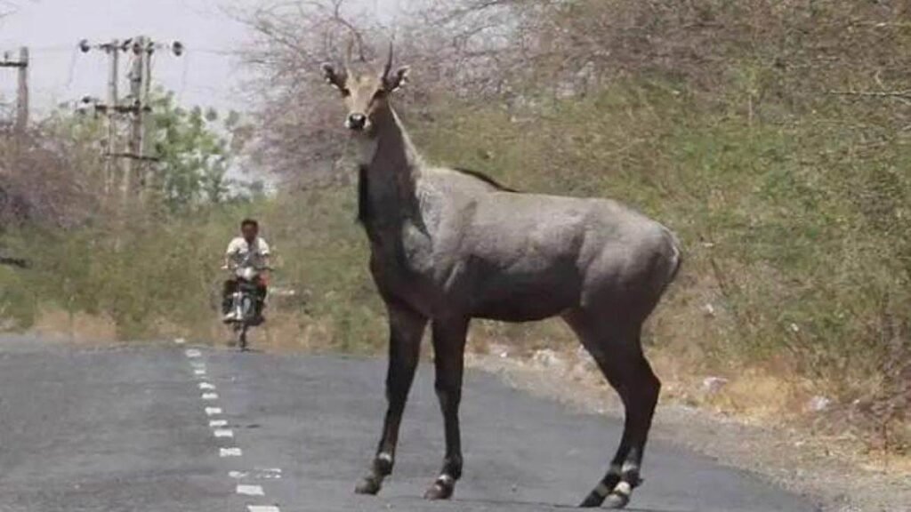 Hunters shot and killed Nilgai - 3