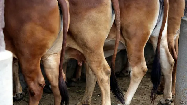 Sirsa में गोवंश मांस के साथ सफाई कर्मचारी गिरफ्तार, Rajasthan से लाए, पुलिस देख खेतों की ओर भागे 2 Sanitation workers arrested with cow meat - 2