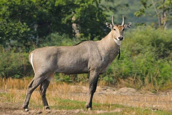 Hunters shot and killed Nilgai - 2