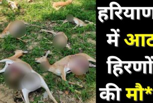 8 deers death