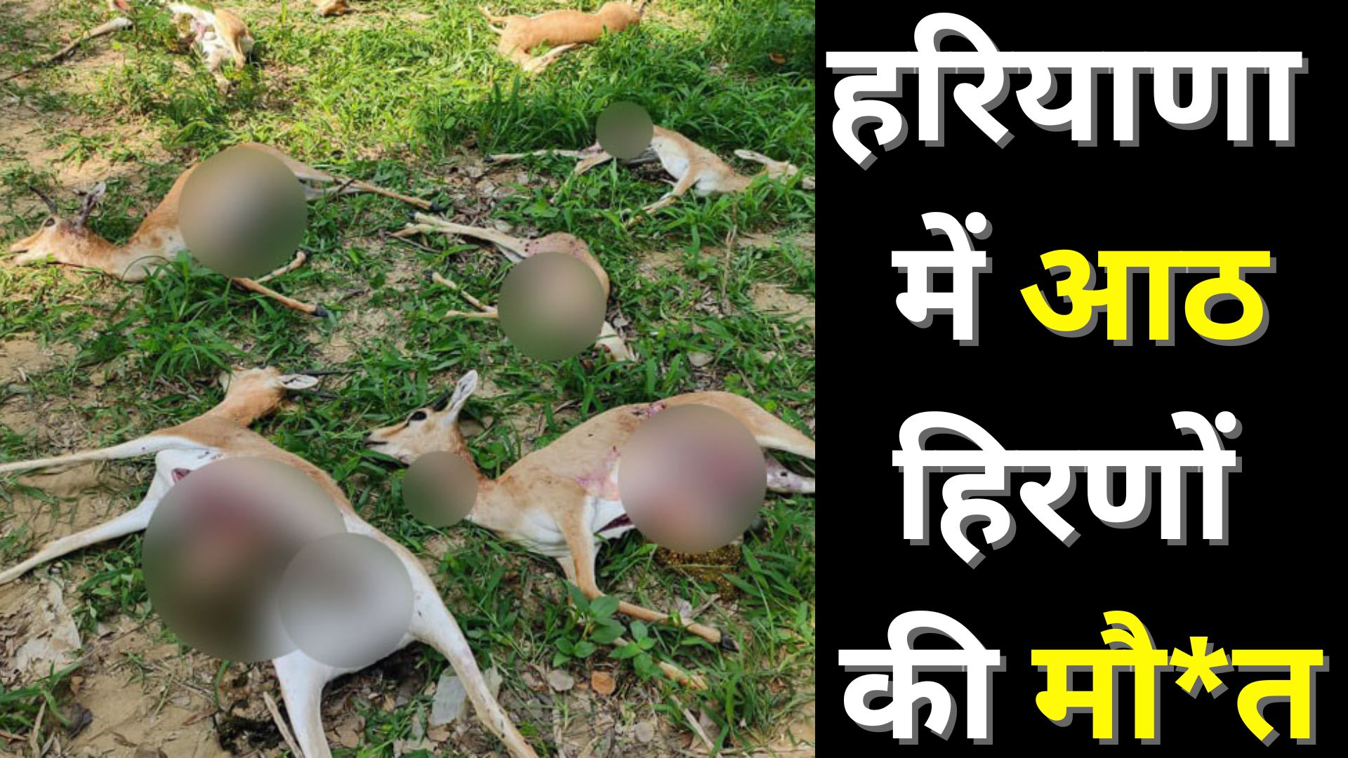 8 deers death