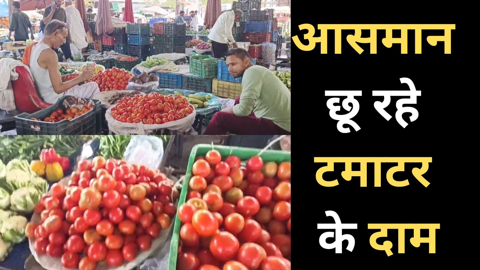 tomato price