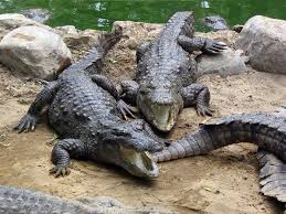 2 crocodiles