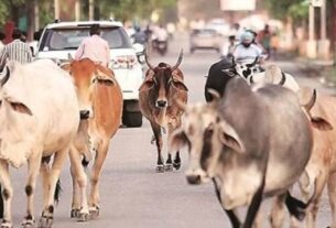 आवारा पशु