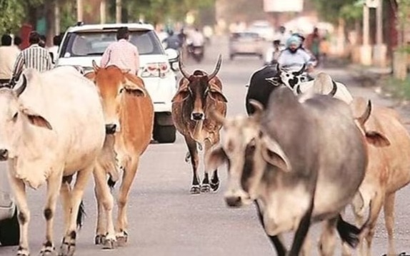 आवारा पशु