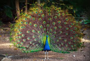 National bird peacock