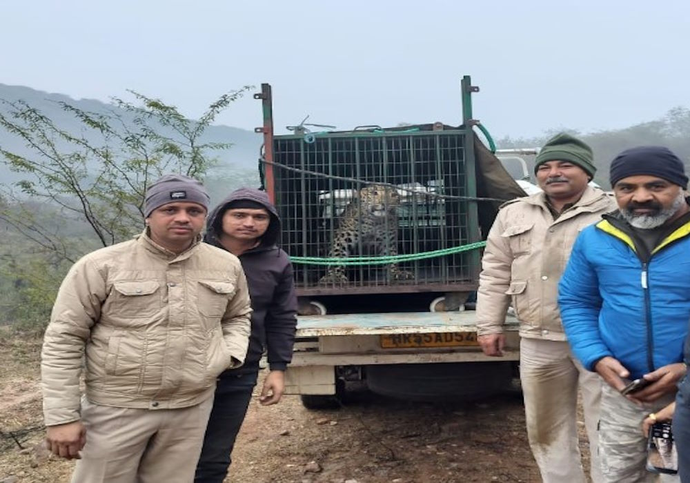 Gurugram के Sohna आशियाना सोसायटी में तेंदुए के घुसने से हड़कंप, वन विभाग ने लिया तुरंत एक्शन