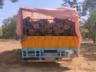 A truck loaded with illegal Khair wood was caught in Karnal, arrest of the accused continues