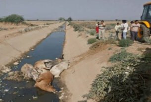 Nuh: 5 dead cattle found in canal, villagers allege - cow smugglers threw them