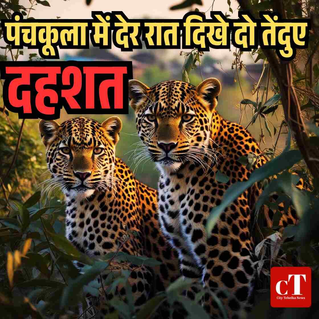 पंचकूला में देर रात दिखे दो तेंदुए दहशत
