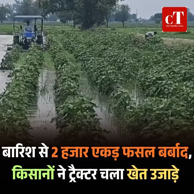 हरियाणा में बारिश का कहर: 2 हजार एकड़ फसल तबाह, किसानों ने ट्रैक्टर चलाकर खुद ही नष्ट की फसलें