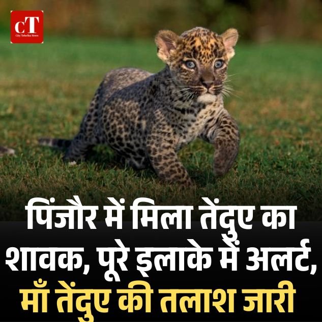 पंचकूला में मिला तेंदुए का शावक, पूरे इलाके में अलर्ट, माँ तेंदुए की तलाश जारी