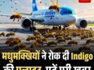 मधुमक्खियों ने रोक दी Indigo की फ्लाइट पढ़ें पूरी खबर