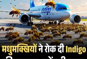 मधुमक्खियों ने रोक दी Indigo की फ्लाइट पढ़ें पूरी खबर